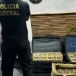 Meio ambiente: Polícia Federal resgata mais de 300 pássaros em malas no Aeroporto de Manaus.