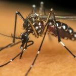 Dez minutos por semana: mobilização nacional reforça combate à dengue.