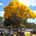Florada dos ipês transforma paisagem de Goiânia e reforça presença do Cerrado na arborização urbana