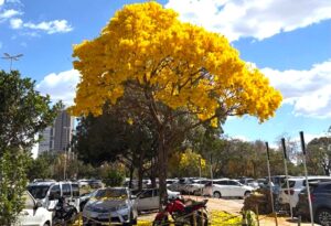 Florada dos ipês transforma paisagem de Goiânia e reforça presença do Cerrado na arborização urbana